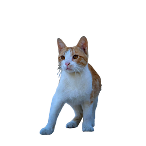 A Ginger And White Cat Sitting On A Sunlit Pavement Against A Stone Wall. 14949 - Cat PNG image with transparent background